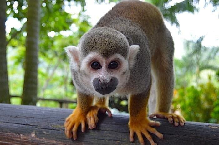 Monkeyland + Zipline