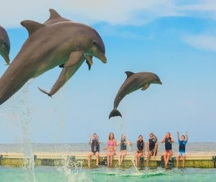 Delfines saltando frente a personas sentadas en una plataforma